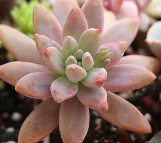 喜欢多肉植物 不如养盆清新可爱的秋丽 高洁优雅 叶色独特