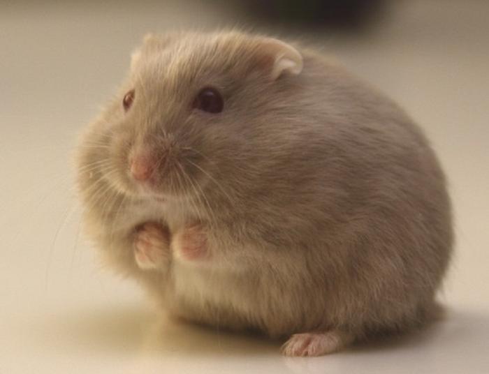 仓鼠尿红原因分析 如何判断仓鼠健康状况