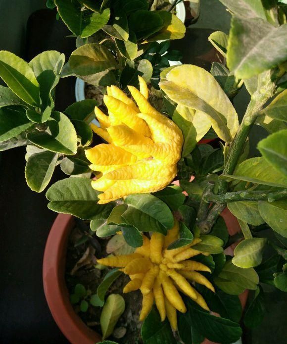 网站营销推广廴金手指花总 新浪网