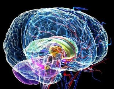 大脑开发10%是真是假 五个常见大脑谣言别轻信