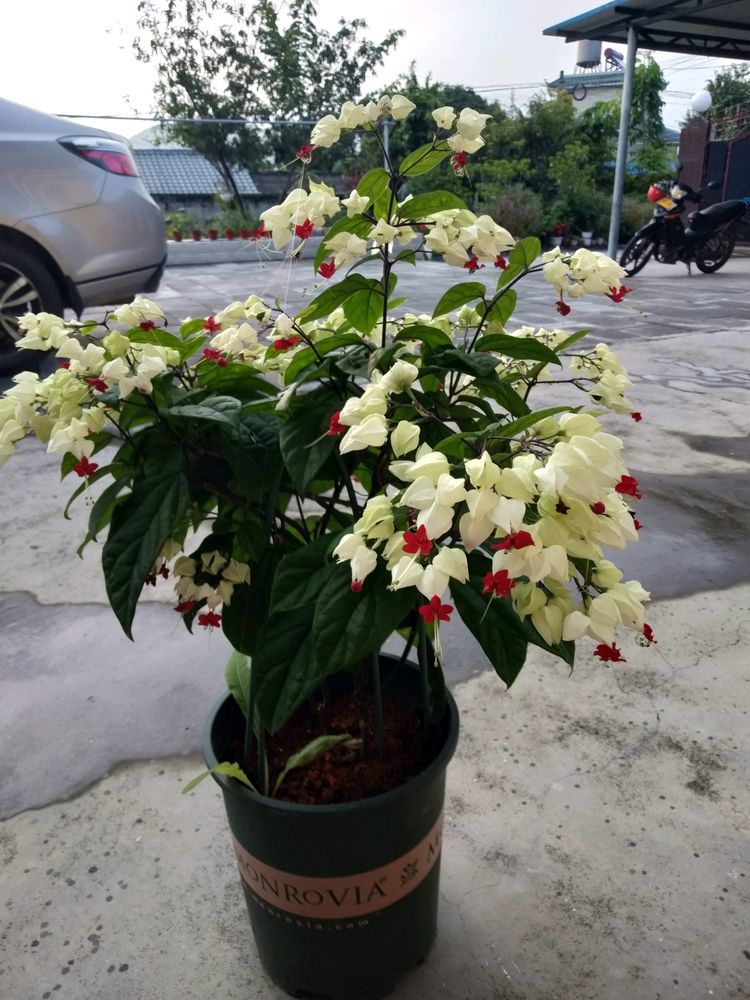 此盆栽植物 珍珠宝莲 一开就是大半年 观赏价值高 可做