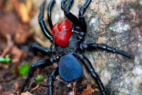 地球上10大有毒蜘蛛,黑寡妇蜘蛛仅第四,巴西游走蛛居榜首