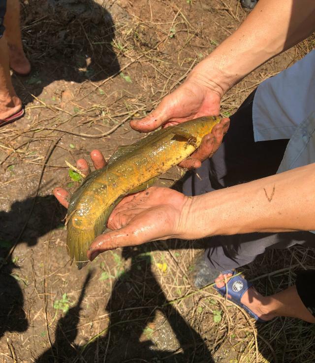 似黑鱼而非黑鱼,似泥鳅而非泥鳅,全身布满珠色亮点的"七星鱼"