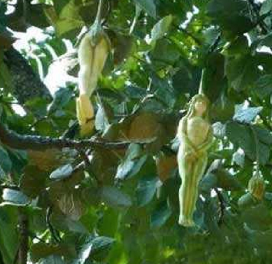 全球罕见的"女人树"果实和女人长得像极了,在国内很少