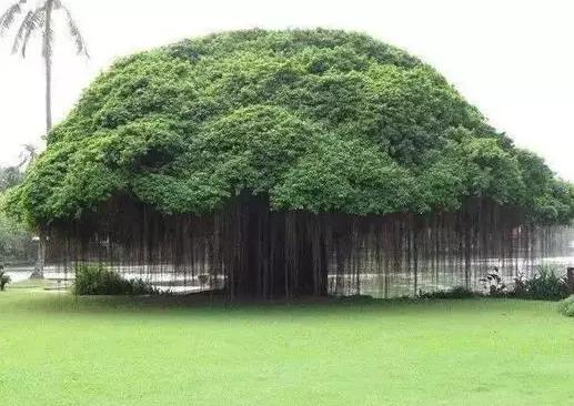 世界上最大的一棵树,占地20多亩,不知道的人还以为是进了森林!