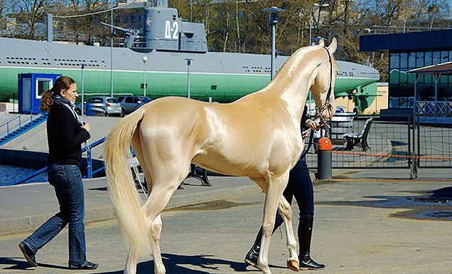 世界上最值钱的马,天生"土豪金",骑在大街上连玛莎拉蒂都黯然