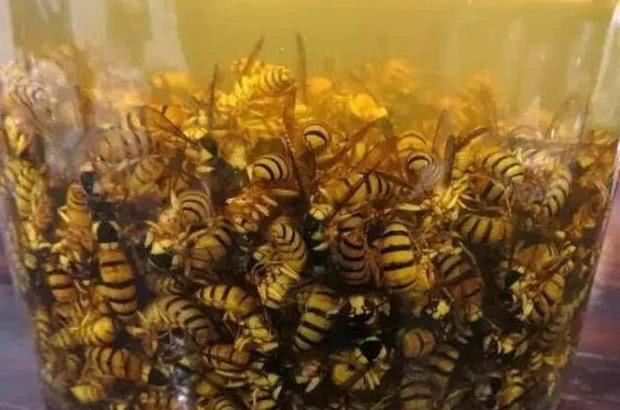 蜜蜂的梦魇养房人最怕出现这东西毒性能蛰死人却是种好食材