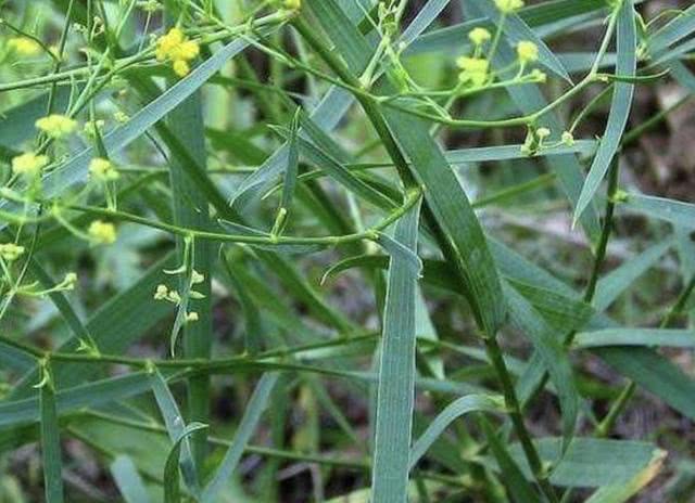 山沟里的1种"杂草",人称柴胡,1株开花30朵,见到要珍惜它