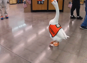 我为什么走路摇摇晃晃,是怎么回事 摇摇晃晃走路人体常识脑筋急转弯