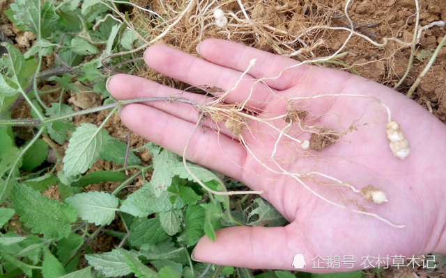 它便是草石蚕地里若遇见请珍惜因为太珍贵了