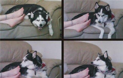 哈士奇闻到主人脚臭后的搞笑表情看一遍笑十次,让二哈