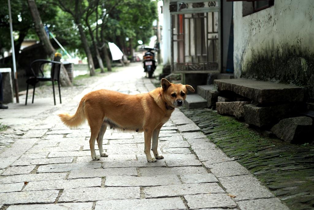 同里:住进这个古镇,喝茶品秋赏花吃芡实,让自己慢下来