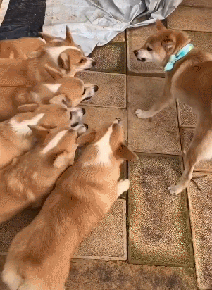 壁纸 动物 鹿 301_412 竖版 竖屏 手机 gif 动态图 动图