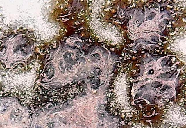 各种斑的区别图片图片