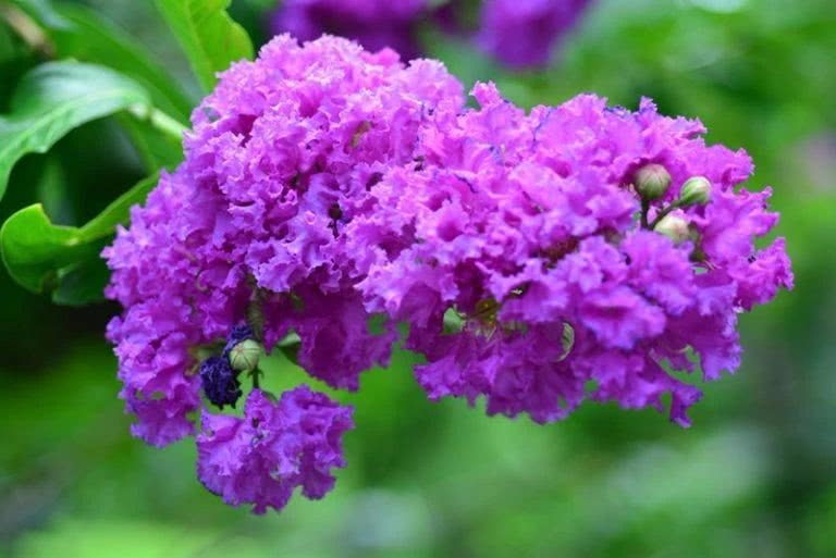 这些多年生的开花灌木,都能开出紫色的花,还能养成栅栏