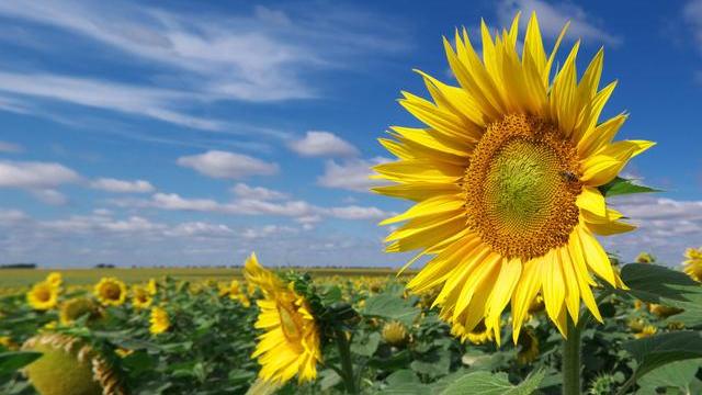 心理测试:哪一朵向日葵最阳光?测试你的朋友圈有多少人爱上你