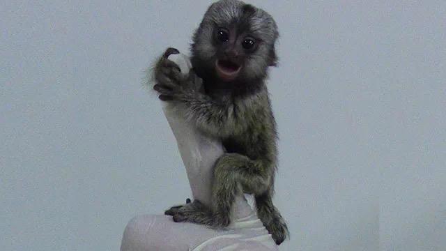 世界上最小的猴子,比人类手指还小却一蹦5米,想不到还是色盲!