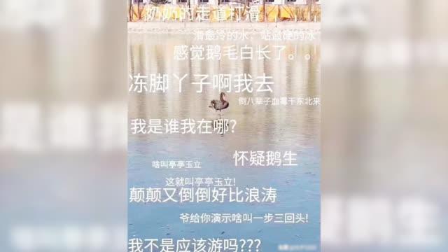 湖上天鹅简谱数字_湖上天鹅简谱完整版