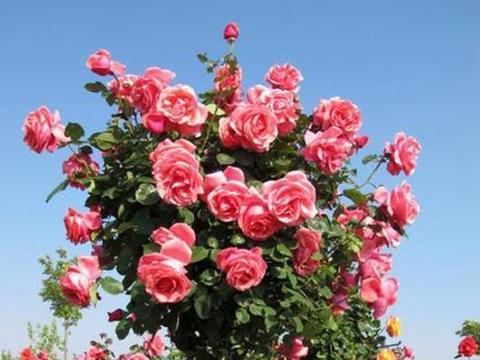 男生送女生一朵玫瑰花代表什么意思啊？