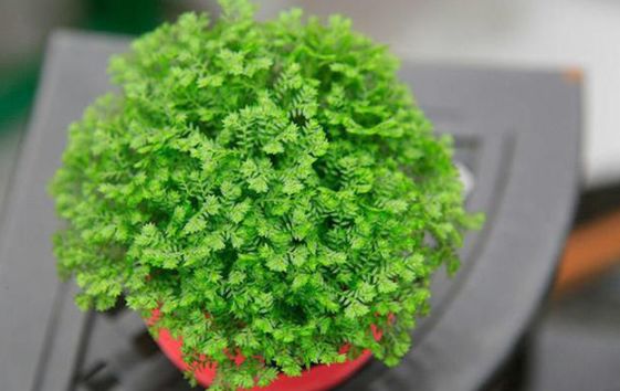 家里绿植别乱摆，关系家居风水，摆不好影响运势