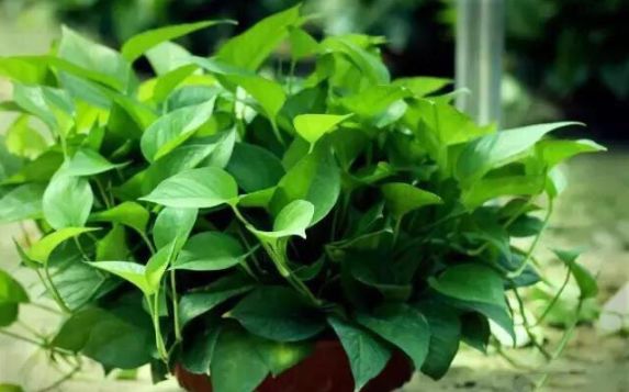 家里绿植别乱摆，关系家居风水，摆不好影响运势