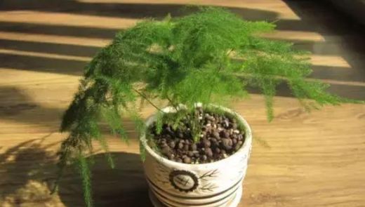 家里绿植别乱摆，关系家居风水，摆不好影响运势