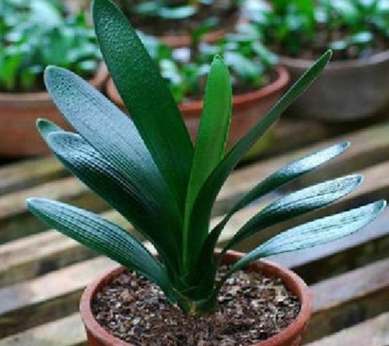 家里绿植别乱摆，关系家居风水，摆不好影响运势