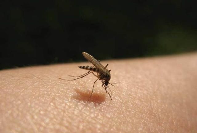 世界上最小的蚊子,体长最小只有1毫米,咬人很疼还有毒性!