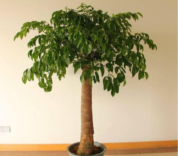 家里绿植别乱摆，关系家居风水，摆不好影响运势