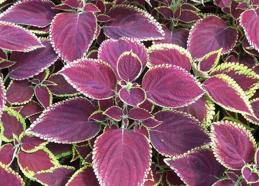 紫苏，是一种十分清新靓丽的花卉，花开神秘梦幻，令人深深的陶醉