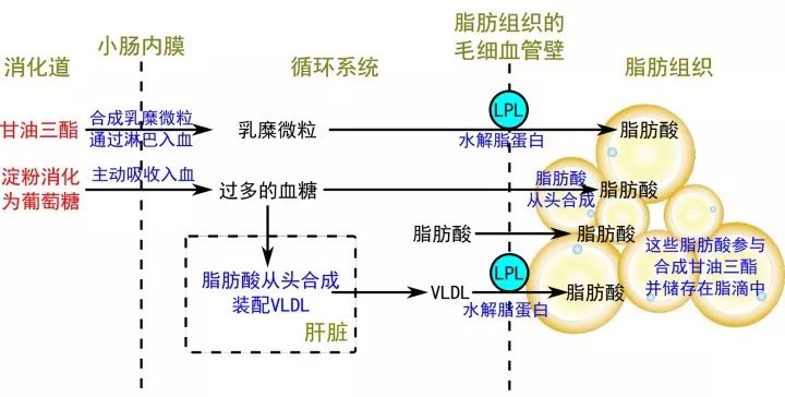 成脂肪多的部分会转化成血糖另一种是我们吃进去的碳水化合物和糖分吃