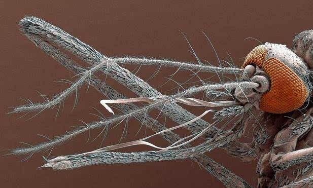 “全民公敌”的花蚊子，到底是从哪来的？怎样才能消灭...