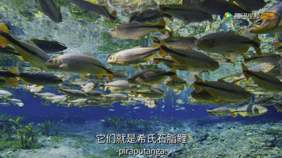 出手又是9.9,令人窒息的绝美 出手又是9.9,令人窒息的绝美