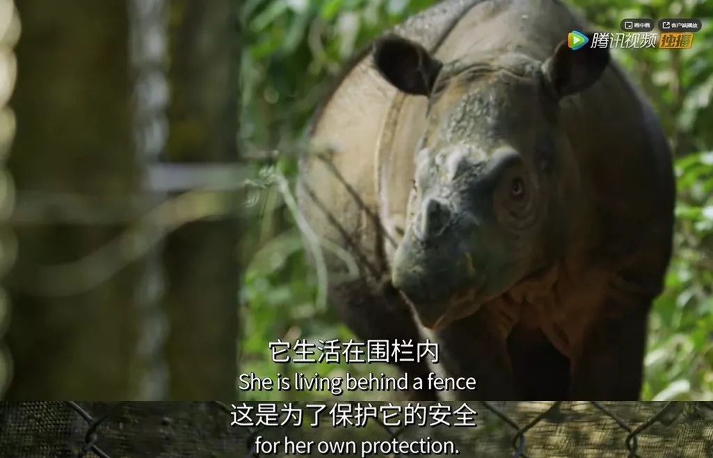 出手又是9.9,令人窒息的绝美