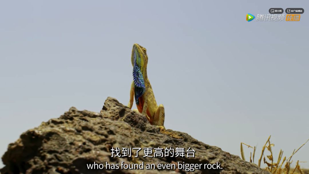 出手又是9.9,令人窒息的绝美 出手又是9.9,令人窒息的绝美