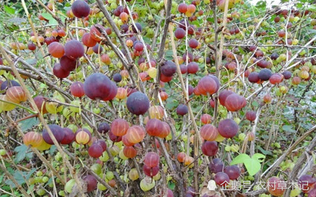 它为“灯笼果”，价值20元一斤，儿时常摘，如今少有人知