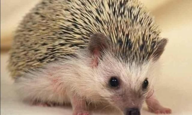 农村养殖成本低，当宠物卖给城里人，每只上百元！