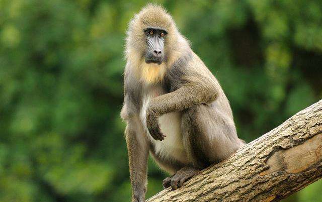 狒狒是什么动物 狒狒的习性与特征