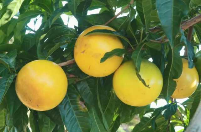 这种稀罕的金黄色水果，吃起来爽滑像燕窝，但很多人都不认识它