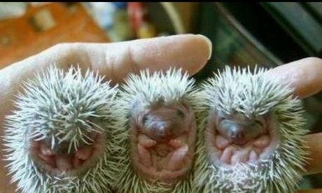 农村养殖成本低，当宠物卖给城里人，每只上百元！