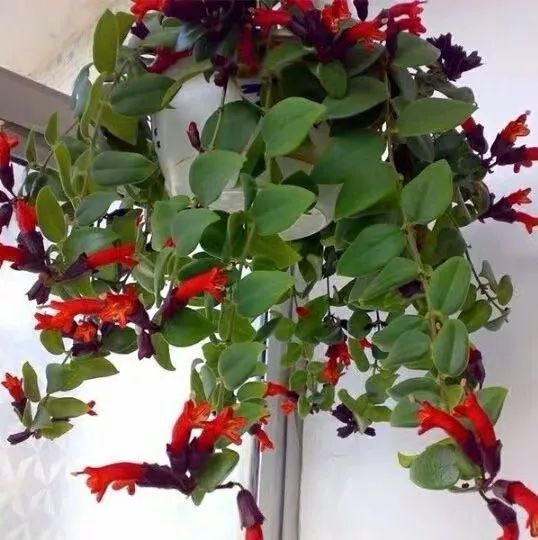 植物记 开花像 口红 的奇花 口红吊兰