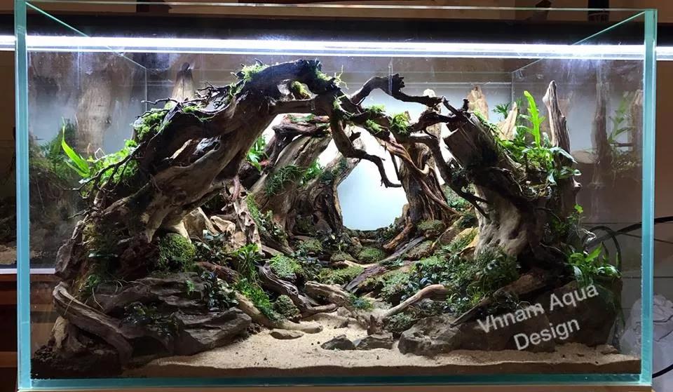 本色水景最牛的森林景观如何做出来生态鱼缸造景培训过程开店