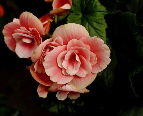 花卉植物常见的三大虫害，防治虫害用内吸和生物消虫方式保护花卉