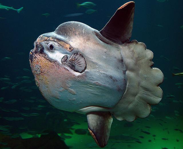 海底1万米有未知巨型生物?