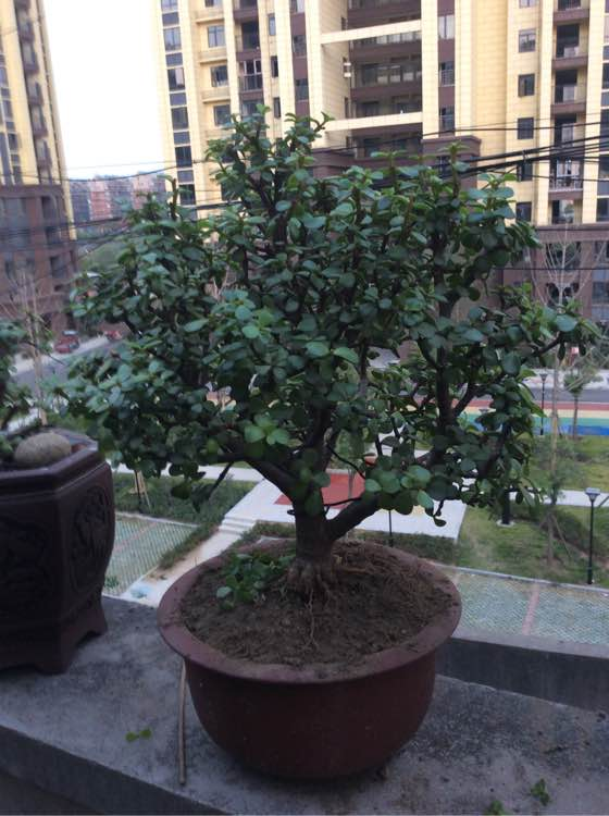 谈恋爱久了就没有新鲜感了吗？