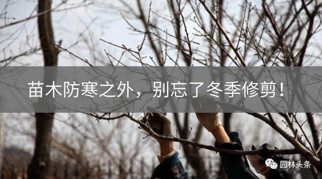 苗木防寒之外,别忘了冬季修剪