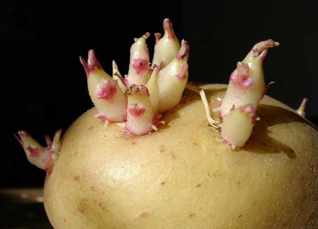 不同的蛙蛙是如何守护自己的领土和求偶的?...