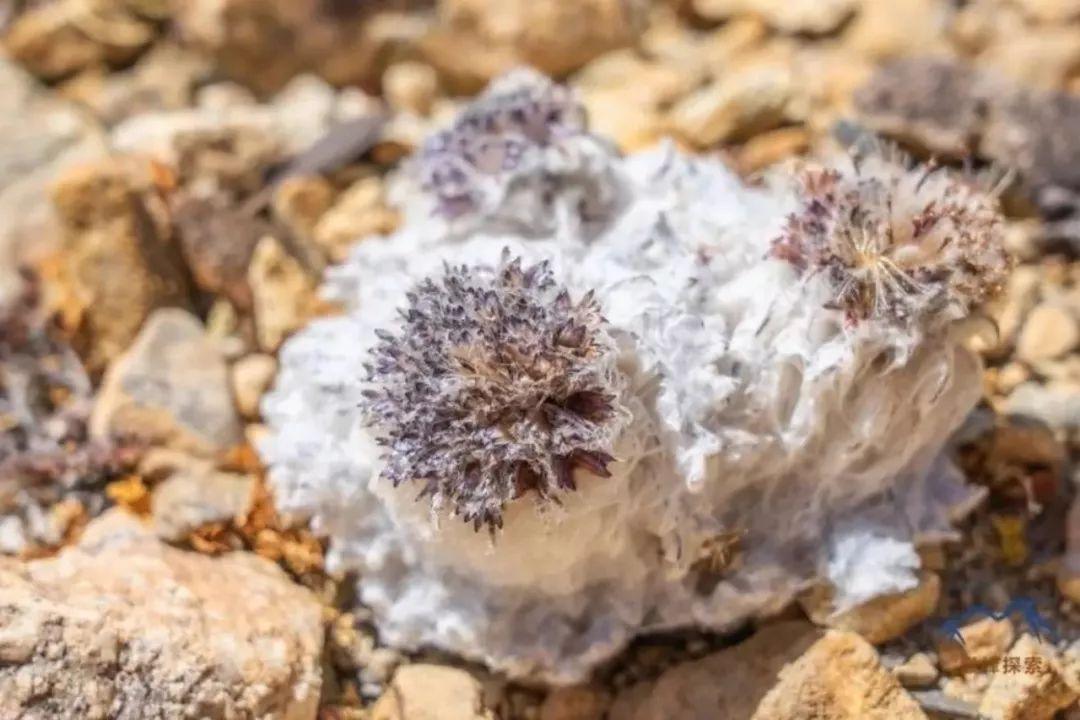 雪山上没腿的雪兔子被误认天山雪莲无良商贩用它骗人赚钱