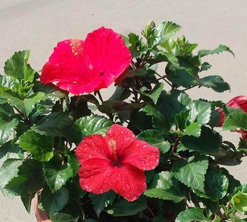养花就养这 4种花 春夏秋冬都开花 365天有花