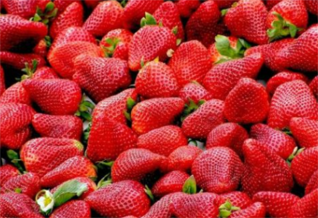 2020北京草莓采摘园_点赞!昌平这家草莓园每天采摘700斤草莓送给防疫一